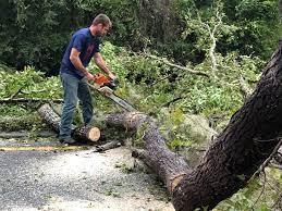 Trusted Manchester, VA  Tree Services Experts